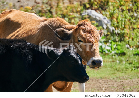 portrait of a cow with a calf outdoors close up 70048062
