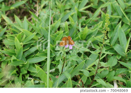 Lesser marbled fritillary sucking the nectar of Hakusanfuuro 70048069