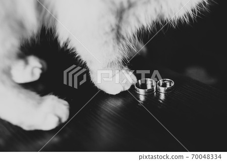 Two golden wedding rings isolated background concept 70048334