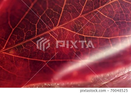 Colorful burgundy autumn leaf close-up in a light haze, selective focus. Natural background. Seasons, fall leaves concept. 70048525