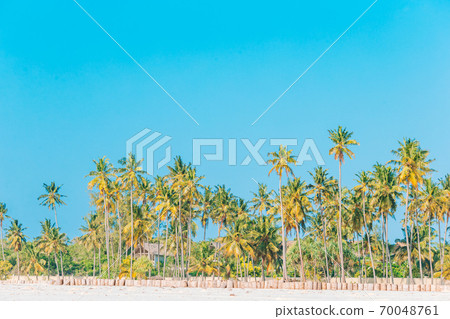 Coconut Palm tree on the sandy beach 70048761