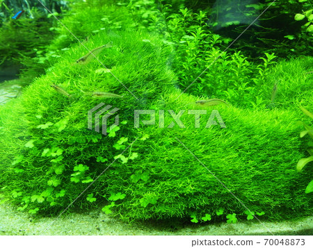 Aquarium tank 70048873