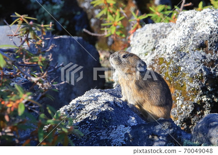 Daisetsuzan Ezonaki Rabbit 70049048
