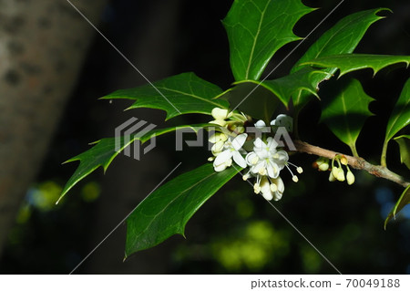 Holly flowers 70049188