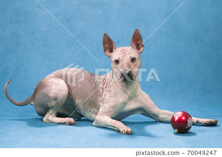 New Year American hairless terrier lays on blue New Year American hairless terrier lays on blue 70049247
