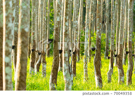 Agricultural rubber tree field Agricultural rubber tree field 70049358