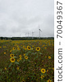 Windmills and sunflowers on the Nunobiki Plateau 70049367