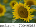 Sunflower of Nunobiki plateau 70049368