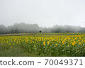 Sunflower of Nunobiki plateau 70049371