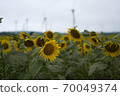 Sunflowers and windmills on the Nunobiki Plateau 70049374