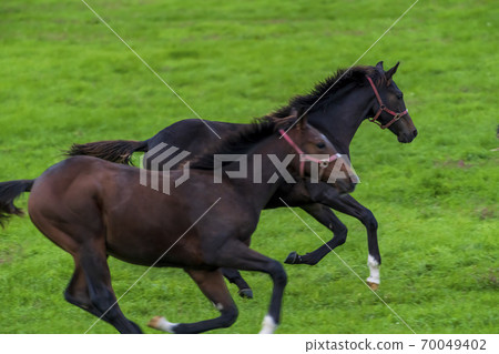 黃昏時分的賽馬牧場晚上放牧的小馬駒（歲的馬）的形象北海道 70049402