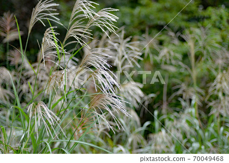 Autumn landscape, Japanese pampas grass Autumn landscape, Japanese pampas grass 70049468