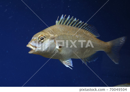 泰國鯛魚麥黛 泰國鯛魚麥黛 70049504