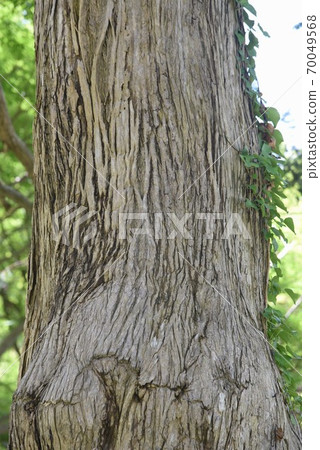 Kaya tree Kaya tree 70049568