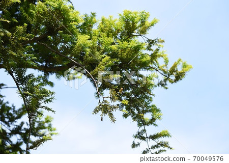 Kaya tree Kaya tree 70049576