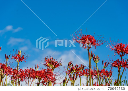 Autumn flower Autumn flower 70049580