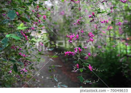 9月府中168 gi（Maki Family），府中地方森林博物館 70049633