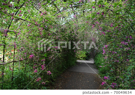 9月府中167 gi（Maki Family），府中地方森林博物館 70049634