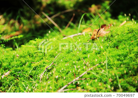 在初秋的北八嶽山路上的森林，長滿青苔和落葉的景觀 70049697