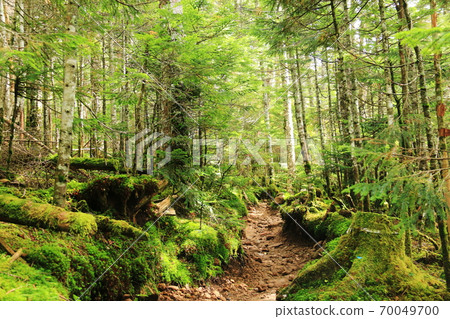 Forest of the northern Yatsugatake mountain trail in early autumn, a landscape with tsuga diversifolia, abies veitchii, and moss 70049700