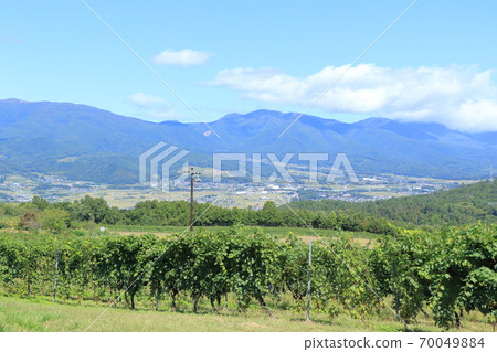 Wine vineyard during the fall harvest season Bowl vineyard Wine vineyard during the fall harvest season Bowl vineyard 70049884