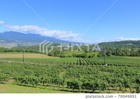 Wine vineyard during the fall harvest season Bowl vineyard Wine vineyard during the fall harvest season Bowl vineyard 70049891