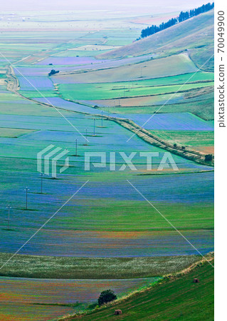 Plain of Castelluccio seen from above Plain of Castelluccio seen from above 70049900