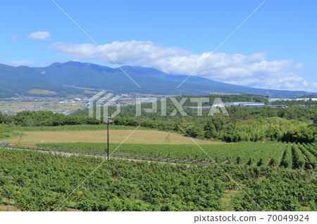 Wine vineyard during the fall harvest season Bowl vineyard Wine vineyard during the fall harvest season Bowl vineyard 70049924
