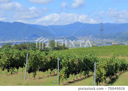 Wine vineyard during the fall harvest season Bowl vineyard Wine vineyard during the fall harvest season Bowl vineyard 70049926