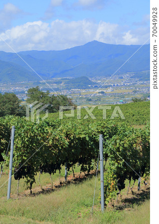 在秋季收穫季節的葡萄酒葡萄園碗葡萄園 70049928
