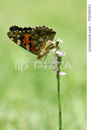 螺絲橫幅(Tsukasa) 螺絲橫幅(Tsukasa) 70049941