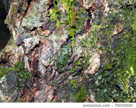 Mimicry of a tree frog with a color like a tree trunk 70050080