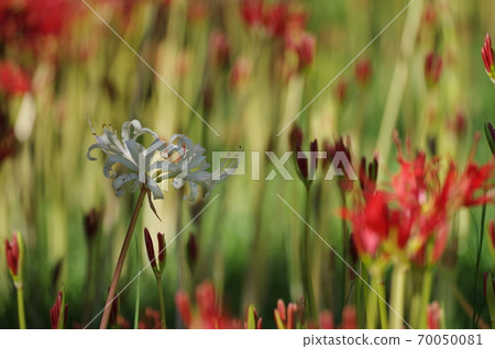 Cluster amaryllis 70050081