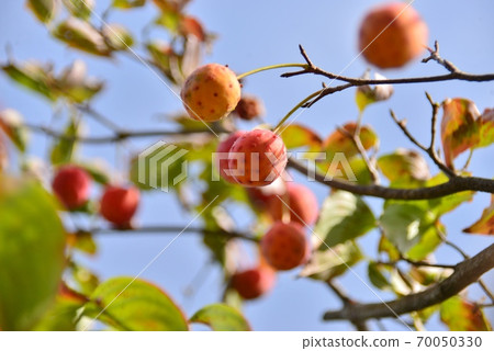 Red fruit of Yamabote Red fruit of Yamabote 70050330