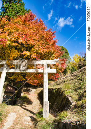 八尾山，秋天的落葉，秋天的神社，藍天，楓樹，鳥居 70050504