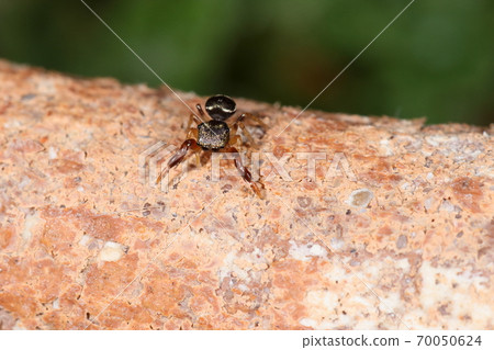 生物蜘蛛Udebutohaetori，第一條腿非常粗長。這是雌性，大小小於5毫米 70050624