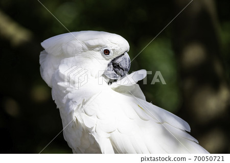 美麗的太白 美麗的太白 70050721