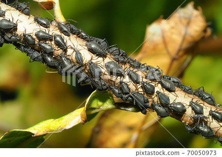 Cryio aphis 70050973
