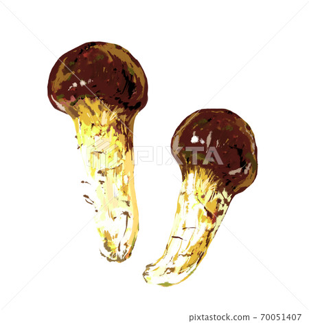 Realistic matsutake mushroom illustration 70051407