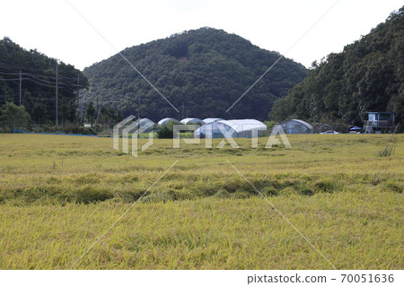 韓國秋天的田野 70051636