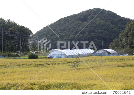 韓國秋天的田野 70051641