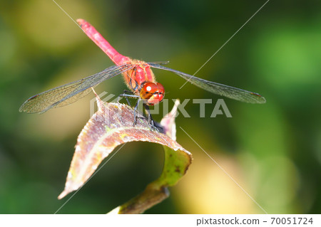 Late autumn sympetrum darwin (male, wing damage) Late autumn sympetrum darwin (male, wing damage) 70051724