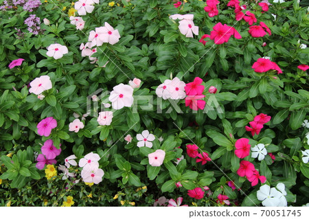 Madagascar periwinkle blooming in the flowerbed of the park 70051745