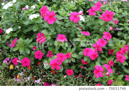 Madagascar periwinkle blooming in the flowerbed of the park 70051746