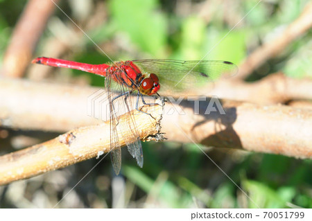 Late autumn sympetrum darwin (male, wing damage) 70051799