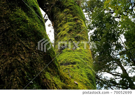 Around Setsubun (Kegonji Temple) ・ 3 70052699