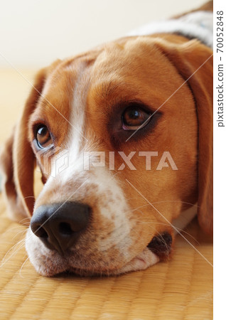 比格犬 70052848