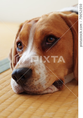 比格犬 70052850