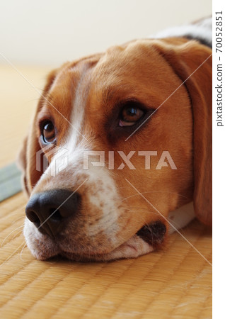 比格犬 70052851