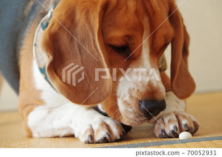 Beagle dog Beagle dog 70052931